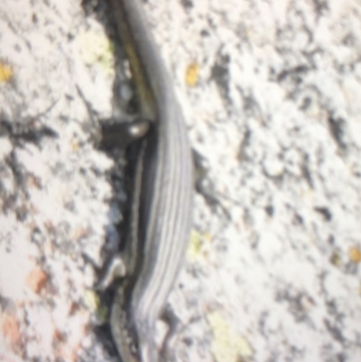 Pseudemoia sp (genus) (A skink) at Kosciuszko National Park, NSW - 23 Feb 2020 by BrianHerps