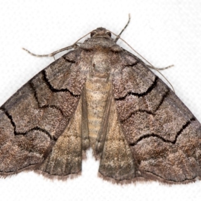 Dysbatus singularis (Dry-country Line-moth) at Melba, ACT - 23 Dec 2017 by Bron