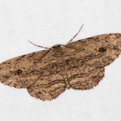 Ectropis (genus) (An engrailed moth) at Melba, ACT - 27 Dec 2017 by Bron