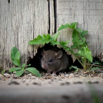 Rattus rattus (Black Rat) at Forde, ACT - 21 Feb 2020 by sciencegal