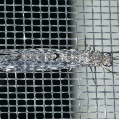 Bandidus breviusculus (Antlion Lacewing) at Ainslie, ACT - 18 Feb 2020 by jb2602