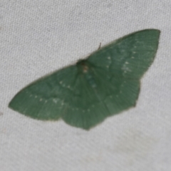 Maxates calaina (Neat-angled Emerald) at Namadgi National Park - 7 Feb 2019 by ibaird