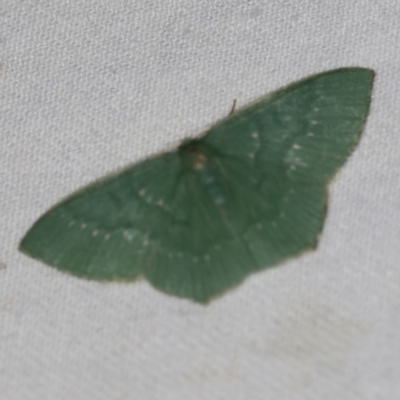 Maxates calaina (Neat-angled Emerald) at Namadgi National Park - 7 Feb 2019 by ibaird