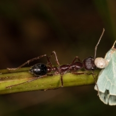 Myrmecia pyriformis (A Bull ant) at Cotter River, ACT - 7 Feb 2019 by kasiaaus