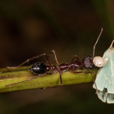 Myrmecia pyriformis (A Bull ant) at Cotter River, ACT - 7 Feb 2019 by kasiaaus