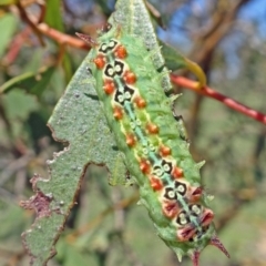 Doratifera quadriguttata and casta (Four-spotted Cup Moth) at Molonglo Valley, ACT - 19 Feb 2020 by galah681