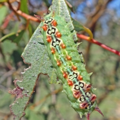 Doratifera quadriguttata and casta (Four-spotted Cup Moth) at Molonglo Valley, ACT - 20 Feb 2020 by galah681