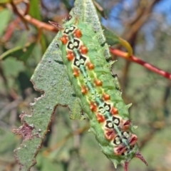 Doratifera quadriguttata and casta (Four-spotted Cup Moth) at Sth Tablelands Ecosystem Park - 19 Feb 2020 by galah681