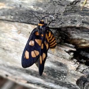 Amata (genus) at Moruya, NSW - 22 Feb 2020