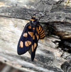 Amata (genus) (Handmaiden Moth) at Moruya, NSW - 22 Feb 2020 by LisaH