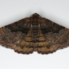 Aporoctena undescribed species (A Geometrid moth (Ennominae)) at Ainslie, ACT - 18 Feb 2020 by jb2602