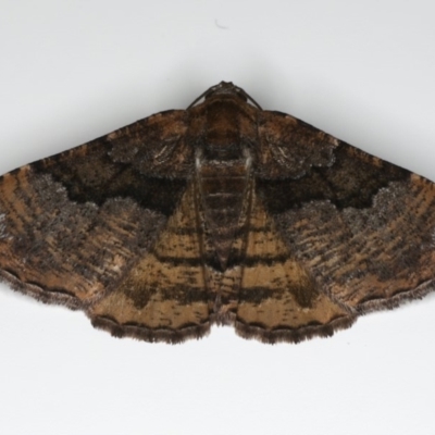 Aporoctena undescribed species (A Geometrid moth (Ennominae)) at Ainslie, ACT - 18 Feb 2020 by jb2602