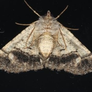 Aporoctena undescribed species at Ainslie, ACT - 18 Feb 2020