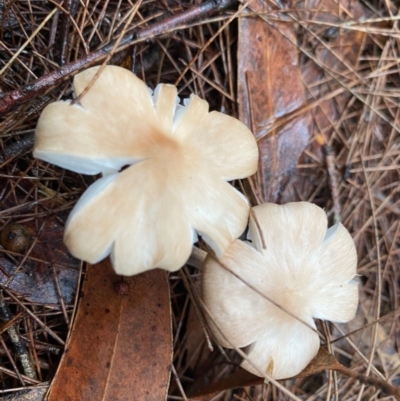 Gymnopus sp. (Collybia) at Broulee, NSW - 21 Feb 2020 by LisaH