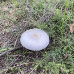 Macrolepiota dolichaula (Macrolepiota dolichaula) at Broulee Moruya Nature Observation Area - 22 Feb 2020 by LisaH