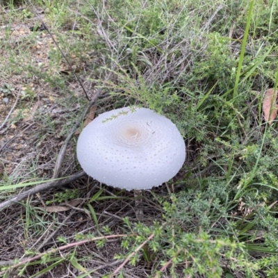 Macrolepiota dolichaula (Macrolepiota dolichaula) at Broulee Moruya Nature Observation Area - 22 Feb 2020 by LisaH