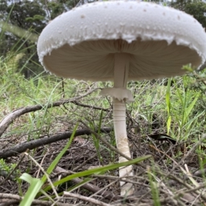 Macrolepiota dolichaula at Broulee, NSW - 22 Feb 2020