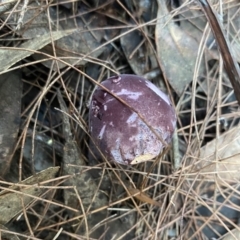 Tylopilus sp. (A Bolete) at Moruya, NSW - 23 Feb 2020 by LisaH