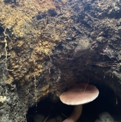 Tylopilus sp. (A Bolete) at Moruya, NSW - 22 Feb 2020 by LisaH