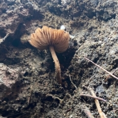 Inocybe sp. at Moruya, NSW - 23 Feb 2020