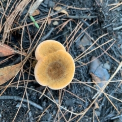 Unidentified Fungus at Moruya, NSW - 22 Feb 2020 by LisaH