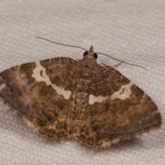 Chrysolarentia heteroleuca (White-patched Carpet) at Bimberi Nature Reserve - 7 Feb 2019 by kasiaaus