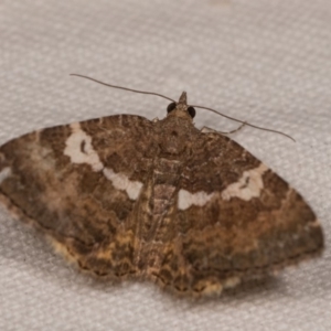 Chrysolarentia heteroleuca at Cotter River, ACT - 7 Feb 2019 09:33 PM