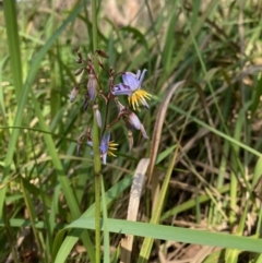 Dianella caerulea (Common Flax Lily) at Broulee, NSW - 22 Feb 2020 by LisaH