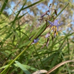 Dianella caerulea at Broulee, NSW - 23 Feb 2020 10:46 AM