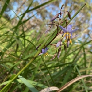 Dianella caerulea at Broulee, NSW - 23 Feb 2020