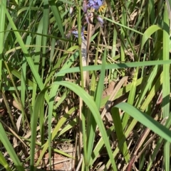 Dianella caerulea at Broulee, NSW - 23 Feb 2020 10:46 AM