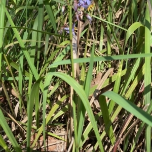 Dianella caerulea at Broulee, NSW - 23 Feb 2020 10:46 AM