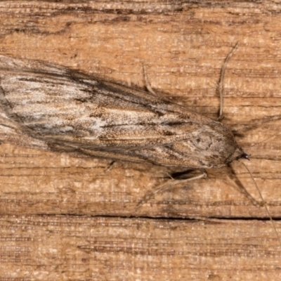Ciampa arietaria (Brown Pasture Looper Moth) at Melba, ACT - 5 May 2018 by kasiaaus
