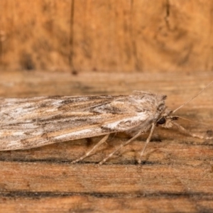 Ciampa arietaria at Melba, ACT - 5 May 2018 10:46 PM