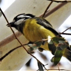 Falcunculus frontatus (Eastern Shrike-tit) at Tidbinbilla Nature Reserve - 22 Feb 2020 by JohnBundock