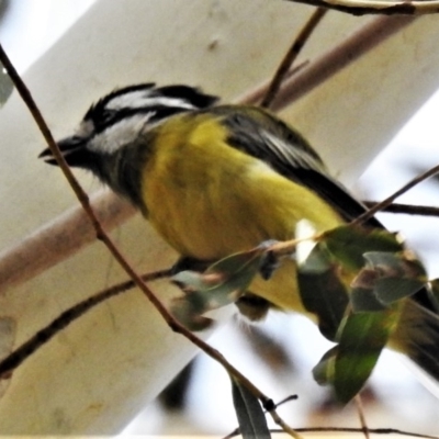 Falcunculus frontatus (Eastern Shrike-tit) at Paddys River, ACT - 23 Feb 2020 by JohnBundock