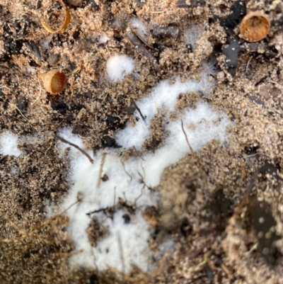 Unidentified Cup or disk - with no 'eggs' at Broulee, NSW - 23 Feb 2020 by LisaH