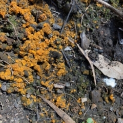 Anthracobia muelleri (Charcoal Cups) at Broulee, NSW - 23 Feb 2020 by LisaH