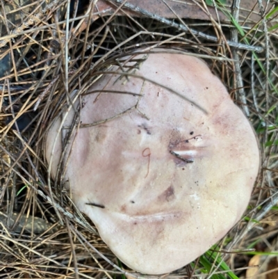 Tylopilus sp. (A Bolete) at Moruya, NSW - 23 Feb 2020 by LisaH