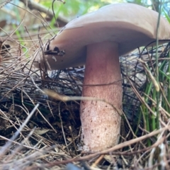 Tylopilus sp. at Moruya, NSW - 23 Feb 2020