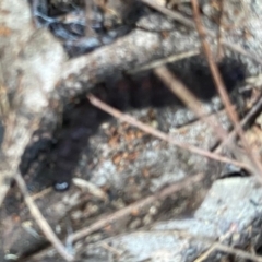 Noctuidae unclassified IMMATURE moth at Moruya, NSW - 23 Feb 2020 07:35 AM