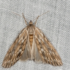 Ciampa arietaria (Brown Pasture Looper Moth) at Paddys River, ACT - 9 May 2018 by kasiaaus