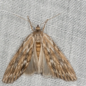 Ciampa arietaria at Paddys River, ACT - 9 May 2018 07:06 PM