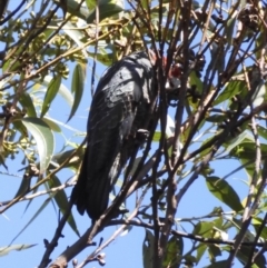 Callocephalon fimbriatum (Gang-gang Cockatoo) at Broulee, NSW - 22 Feb 2020 by LisaH