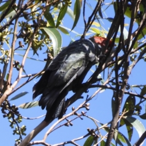 Callocephalon fimbriatum at Broulee, NSW - 23 Feb 2020