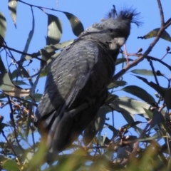 Callocephalon fimbriatum at Broulee, NSW - 23 Feb 2020