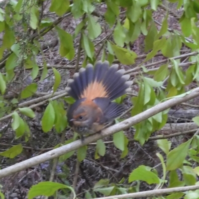 Rhipidura rufifrons (Rufous Fantail) at Broulee Moruya Nature Observation Area - 22 Feb 2020 by LisaH