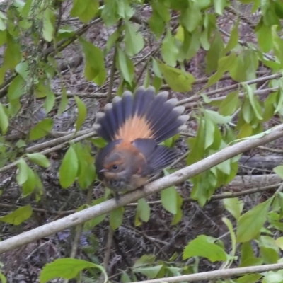 Rhipidura rufifrons (Rufous Fantail) at Moruya, NSW - 23 Feb 2020 by LisaH