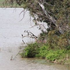 Phalacrocorax sulcirostris (Little Black Cormorant) at Burradoo, NSW - 16 Oct 2018 by JanHartog