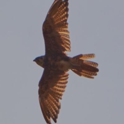 Falco berigora (Brown Falcon) at Sutton, NSW - 23 Feb 2020 by geoff.bull